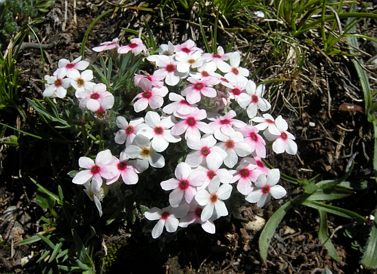 Androsace villosa /Androsace appenninica